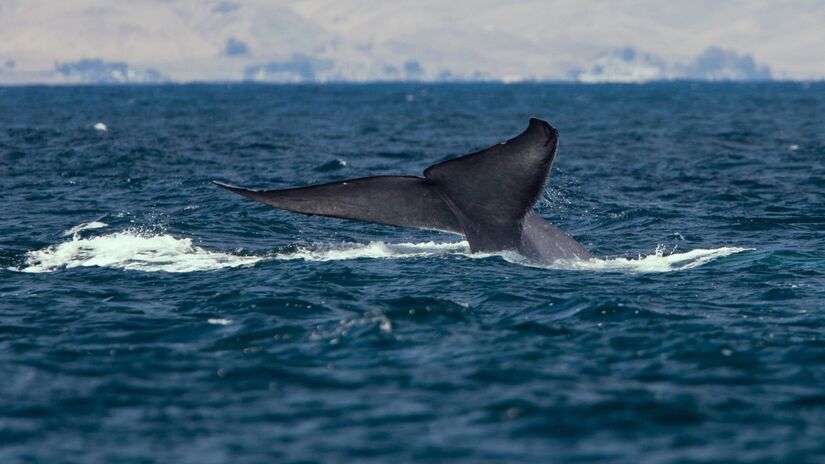 Um único coração de baleia-azul pode pesar mais de 180 quilos / Mike Baird/Wikimedia Commons