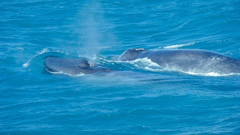 O canto da baleia-azul está entre os sons mais altos produzidos por animais / Andreas Tille/Wikimedia Commons
