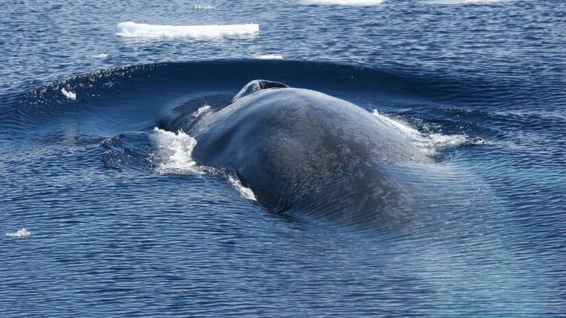 A espécie pode ultrapassar 30 metros de comprimento / Paul Ensor/Wikimedia Commons