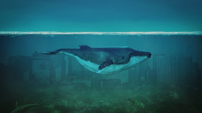 A baleia-azul desempenha papel essencial no equilíbrio dos oceanos / derfotoartista/Wikimedia Commons