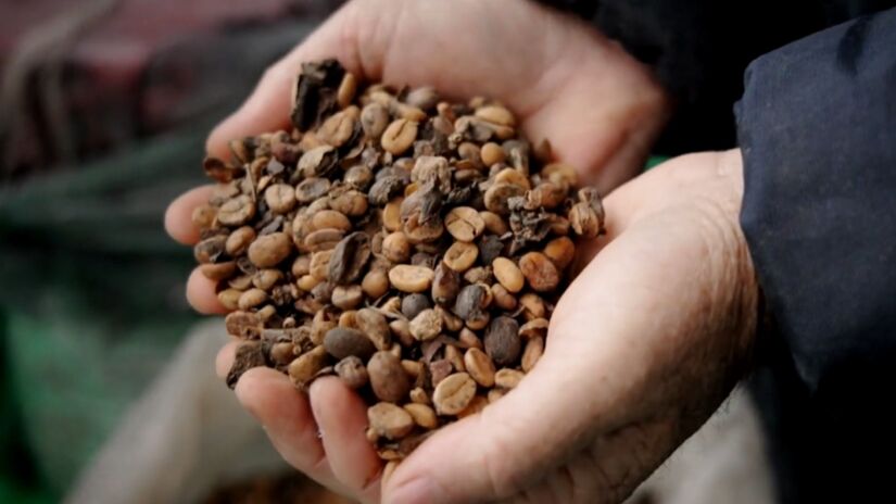 A bebida integra um seleto grupo de cafés obtidos por processos naturais de digestão animal / Reprodução/Youtube/Fazenda Camocim