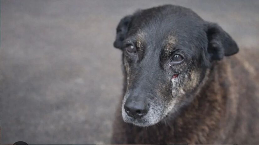 C&atilde;o Orelha foi agredido de forma violenta no &uacute;ltimo m&ecirc;s de janeiro e teve de ser sacrificado (Reprodu&ccedil;&atilde;o)