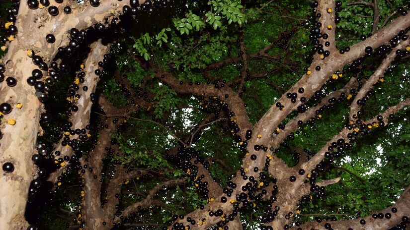 Contribuem para diminuir o risco de problemas como hipertensão, aterosclerose e outras doenças cardíacas / Pixabay/heloenniareis