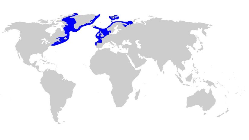 Ele vive apenas na região demarcada no mapa / Chris_hein/Wikimedia Commons