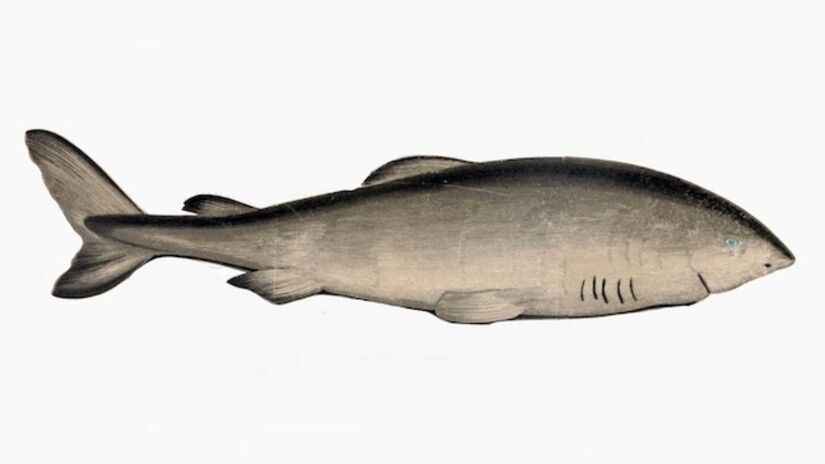 Ele nada a velocidades extremamente baixas, economizando energia em águas geladas / Gervais e Boulart/Wikimedia Commons