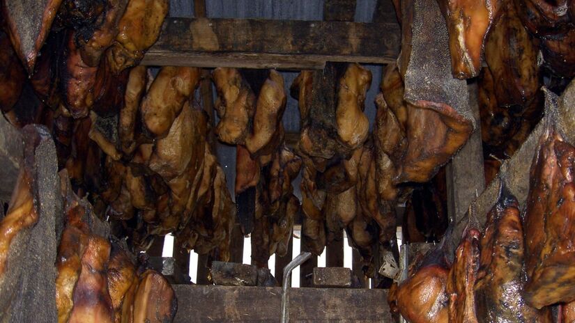 Sua carne é tóxica quando fresca e só pode ser consumida após um processo específico de fermentação / Chris 73/Wikimedia Commons