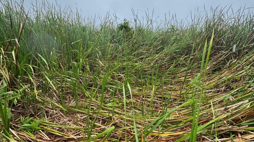 Algumas pessoas levantaram a hipótese de se tratar de um microburst (microexplosão) / Saga Suséliton