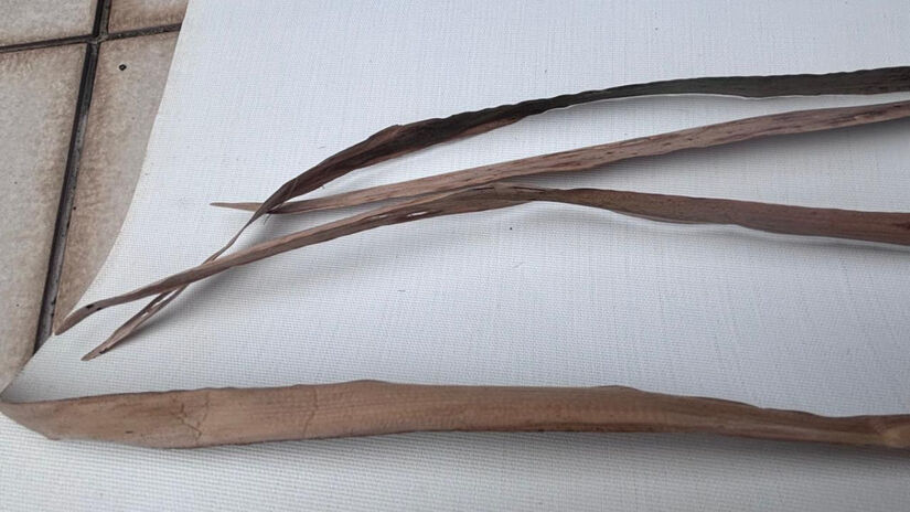 As folhagens apresentavam sinais de queimadura  situação comum em ocorrências desse tipo / Saga Suséliton