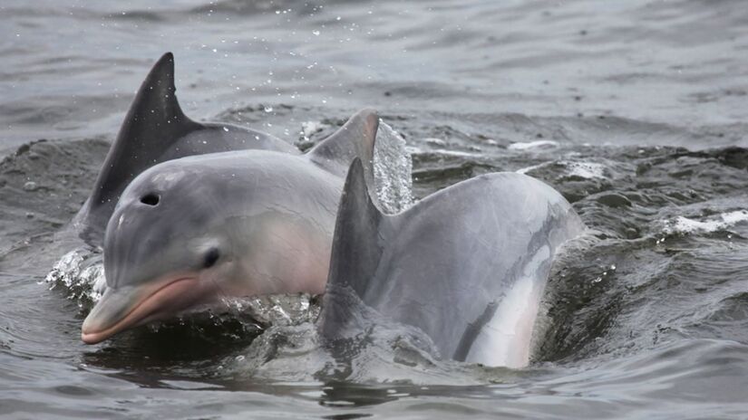 A unidade de conservação é administrada pela Fundação Florestal, vinculada ao governo estadual/Fundação Florestal