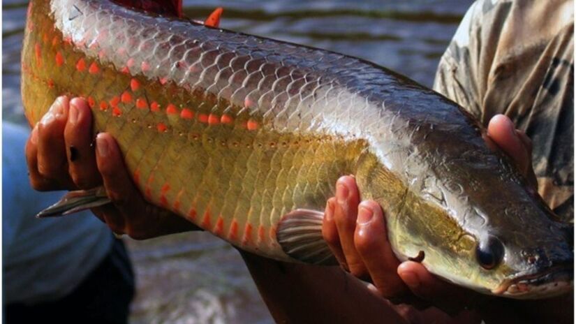 Sob o nome científico Arapaima gigas, o pirarucu é um dos maiores peixes de águas doces fluviais e lacustres brasileiros (Governo do Brasil/Divulgação)