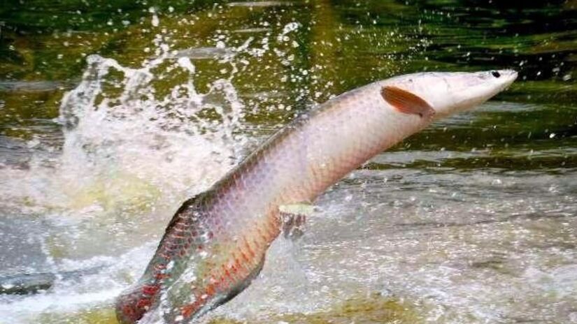 O pirarucu é encontrado na Bacia Amazônica, nos territórios do Brasil, Peru e Guiana, mais especificamente em áreas de várzea, onde as águas são mais calmas (Governo do Brasil/Divulgação)