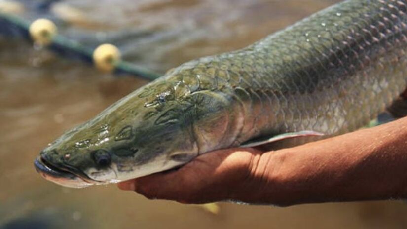 Em ambas as ocasiões, os pescadores demoraram quase 2 horas para conseguir capturar o peixe com sucesso (Governo do Brasil/Divulgação)