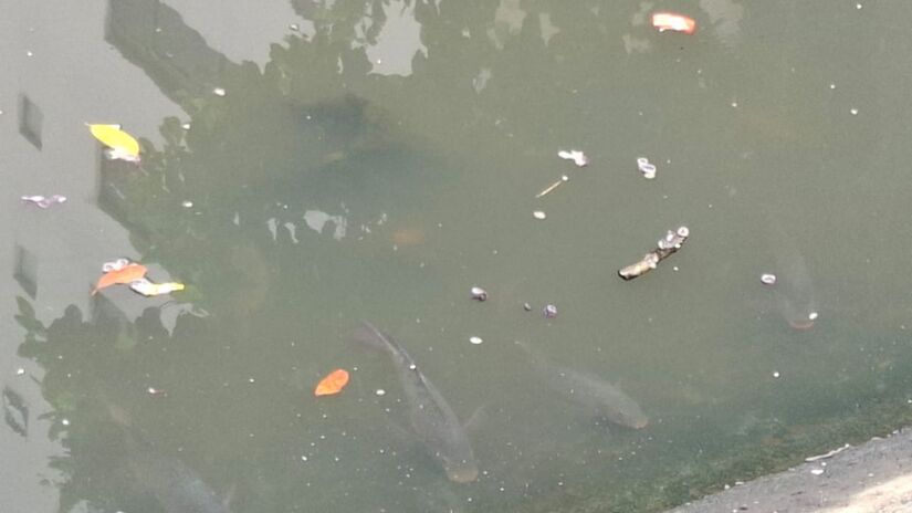 Apesar da grande quantidade de peixes visíveis, a pesca nos canais de Santos é proibida por lei, devido aos riscos à saúde causados pela contaminação da água. Nair Bueno/DL