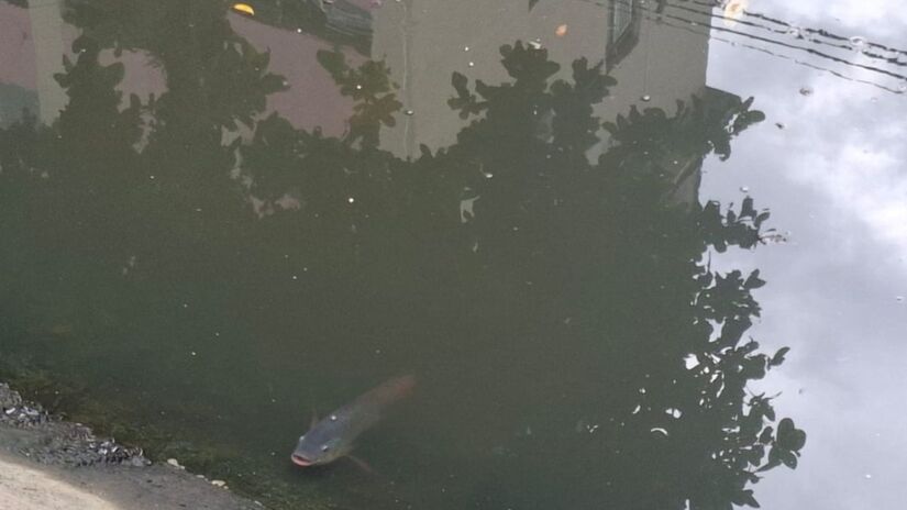 Originária da África, a Tilápia do Nilo (Oreochromis niloticus) encontrou nos canais de Santos condições para se multiplicar rapidamente, mesmo em águas poluídas. Nair Bueno/DL