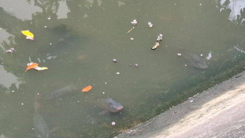 Estudos científicos apontam que a espécie mantém boa condição física durante todo o ano, mesmo em condições desfavoráveis à maioria dos peixes nativos, o que explica sua ampla presença nas águas da cidade. Nair Bueno/DL