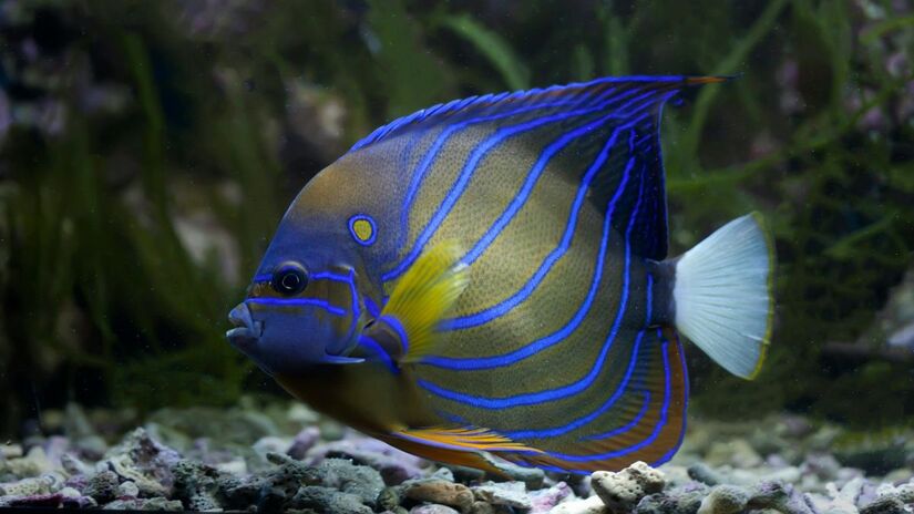 Cientistas confirmam que os peixes possuem personalidades distintas, classificadas entre indivíduos proativos e reativos/Pexels