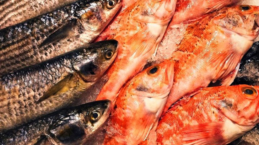 Esqueça a ideia de que peixes esquecem tudo em segundos. Testes em labirintos provaram que esses animais possuem capacidades cognitivas complexas e memória de longo prazo/Pexels