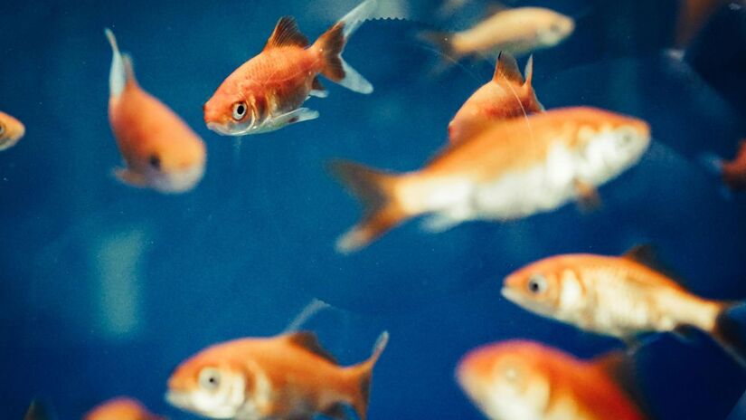 Pesquisas em ecotoxicologia revelam que poluentes na água podem alterar drasticamente a personalidade dos peixes/Pexels