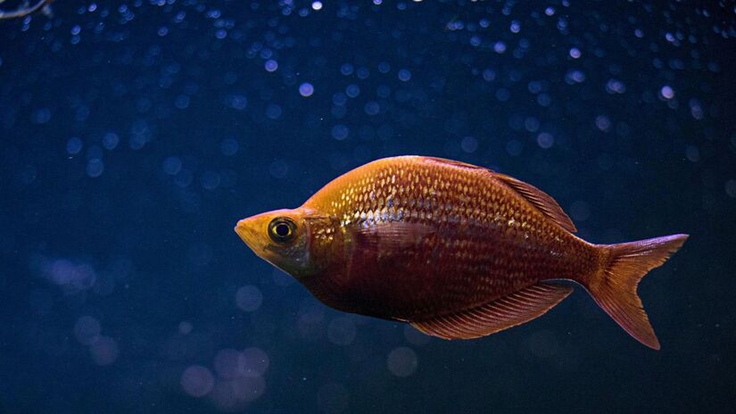 A forma como um peixe é alimentado pode mudar quem ele é. Experimentos demonstraram que peixes alimentados em horários estritamente fixos tornam-se menos ousados e menos propensos a correr riscos/Pexels