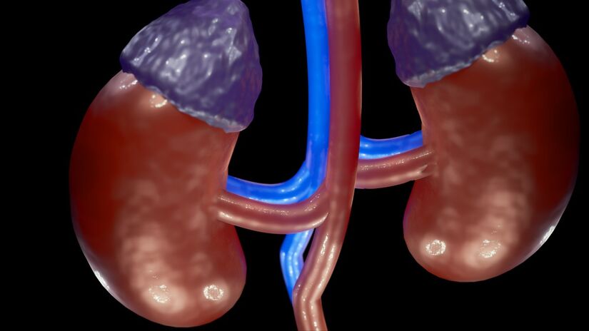 Realizar exames periódicos permite identificar problemas renais precocemente / Pixabay