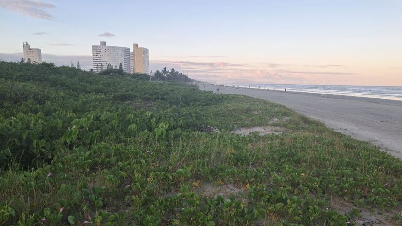 As plantas ajudam a fixar os sedimentos e favorecem a formação de bancos naturais/Márcio Ribeiro/DL