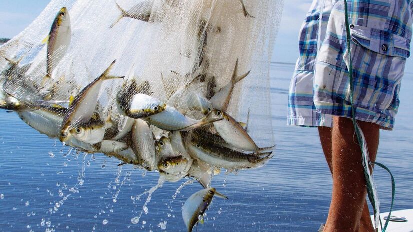 Medida suspende até dezembro de 2026 restrições que proibiam a arte de pesca no estado/Pexels