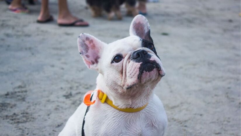 O projeto prev&ecirc; a constru&ccedil;&atilde;o de uma &aacute;rea cercada e equipada, planejada para o gasto de energia e a socializa&ccedil;&atilde;o entre os c&atilde;es (PMSV/Divulga&ccedil;&atilde;o)