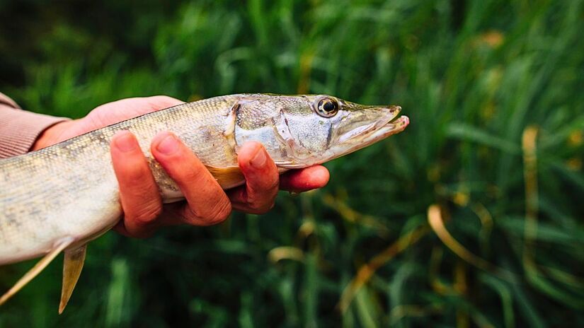 O pirarucu é um dos maiores peixes de água doce do planeta, chegando a 3 metros e 200 kg. Pelo sabor e porte, é apelidado de bacalhau da Amazônia/Freepik