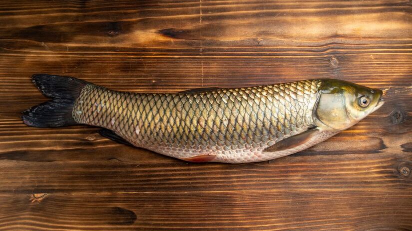 Diferente de outros peixes, o pirarucu tem respiração aérea obrigatória. Ele precisa subir à superfície a cada 20 minutos para buscar oxigênio/Freepik