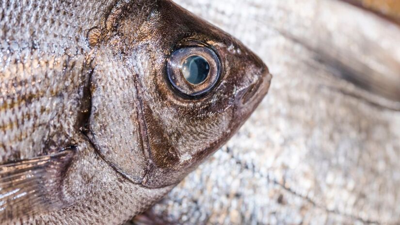 As escamas do pirarucu são tão fortes que funcionam como uma armadura, protegendo-o até de ataques de piranhas em rios da Amazônia/Freepik