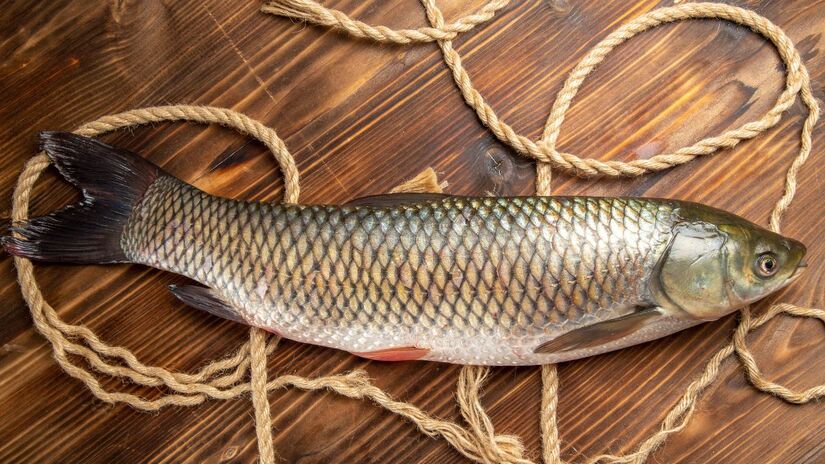Peixe de topo de cadeia, o pirarucu come de tudo: de crustáceos a pequenas aves. Fora de seu habitat, pode causar desequilíbrios ambientais/Freepik