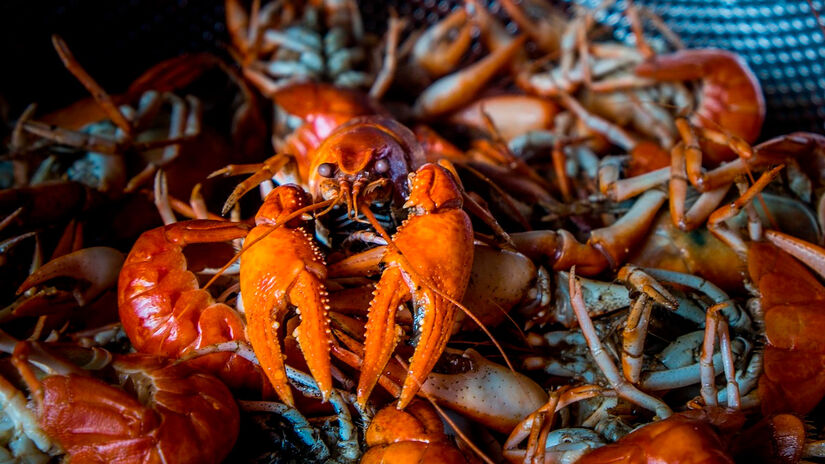 Muda de casca: para crescer, a lagosta troca de carapa&ccedil;a v&aacute;rias vezes durante a vida, ficando mais vulner&aacute;vel nesse per&iacute;odo. Pixabay