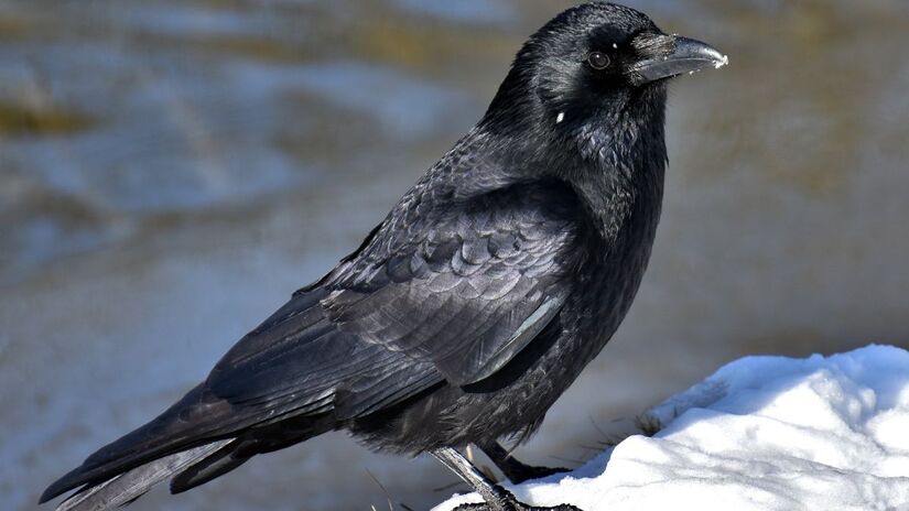 Corvos demonstram habilidades impressionantes de resolução de problemas / Pixabay