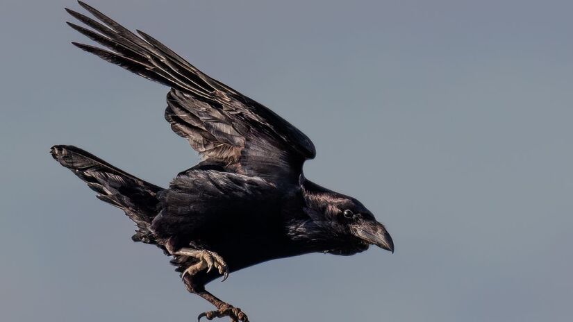 Estudos indicam que esses animais reconhecem rostos humanos e lembram experiências passadas / Pixabay