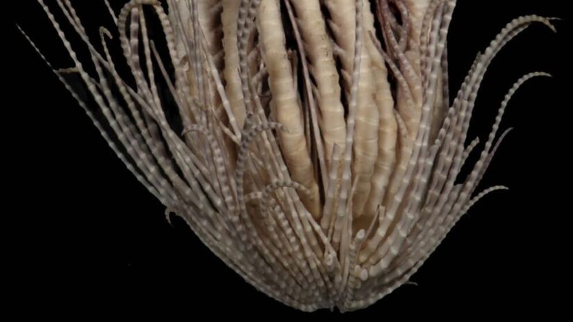 Descoberta acende alerta sobre os mist&eacute;rios do mar (Reprodu&ccedil;&atilde;o/Twitter)
