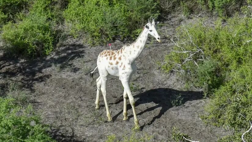 Ambientalistas conseguem acompanhar os movimentos do animal e agir rapidamente caso surja qualquer ameaça / Conservação Comunitária de Ishaqbini/Reprodução 