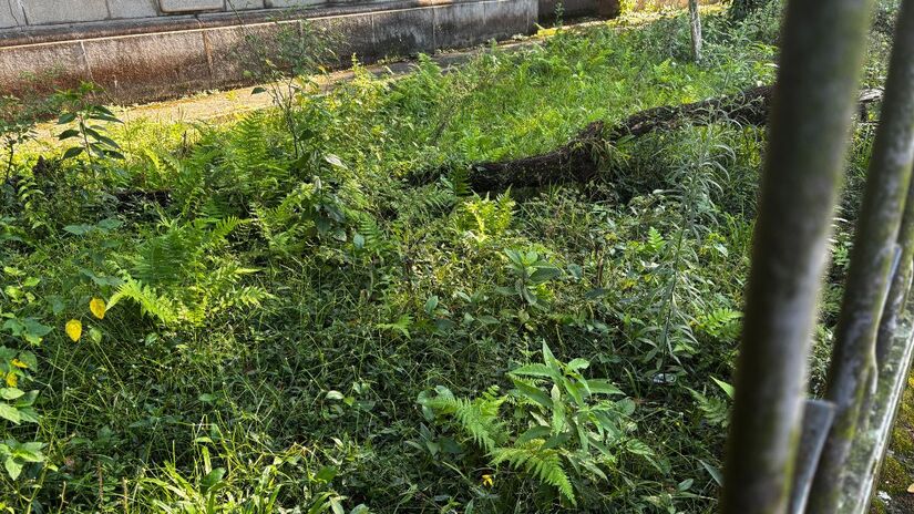 Com a saída da universidade, o prédio histórico apresenta sinais de abandono, como mato alto e manutenção irregular nas áreas externas/Jonatas Oliveira/DL