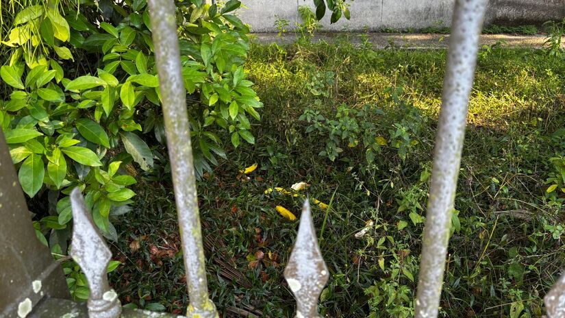 Devolvido em janeiro de 2026, o edifício enfrenta crescimento de vegetação e acúmulo de mato, reflexo da indefinição sobre sua gestão/Jonatas Oliveira/DL