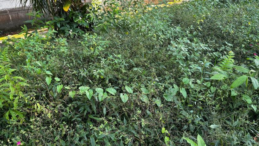 Enquanto a Secretaria de Educação conduz o processo de devolução, o prédio permanece csem manutenção contínua, gerando preocupação na vizinhança/Jonatas Oliveira/DL