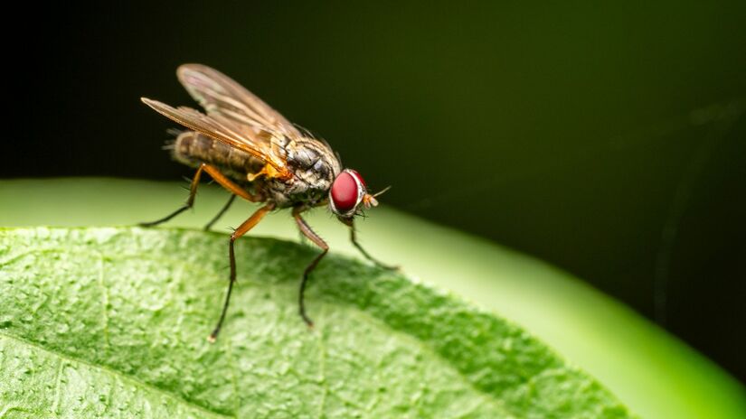 Moscas podem transportar bactérias e vírus ao pousar em alimentos e superfícies / Pixabay