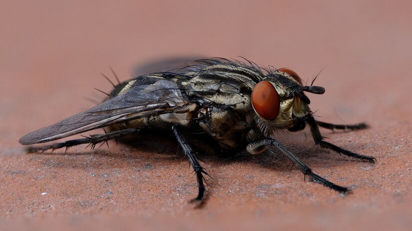 Controlar moscas é essencial para reduzir riscos à saúde humana / Pixabay