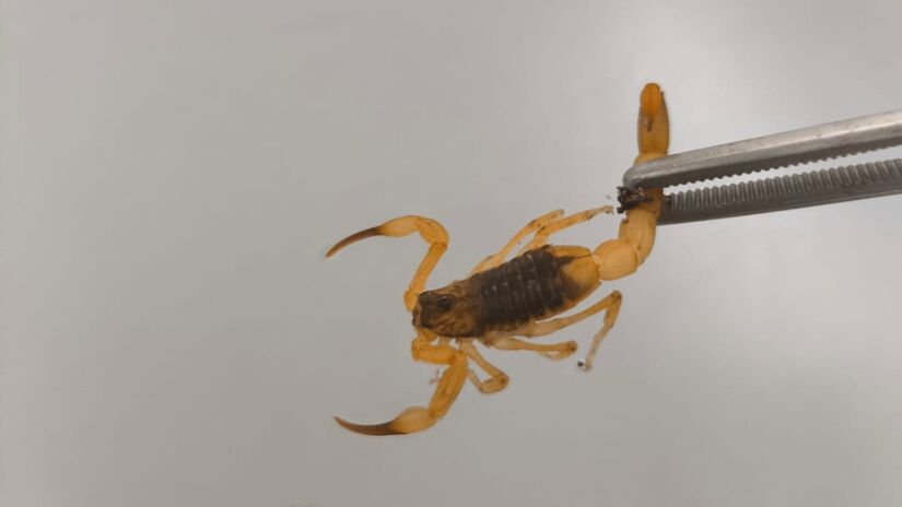 O que mais preocupa os especialistas é a biologia do escorpião-amarelo. Esta espécie possui uma capacidade incrível de adaptação e se reproduz por partenogênese. Foto: Ministério da Saúde