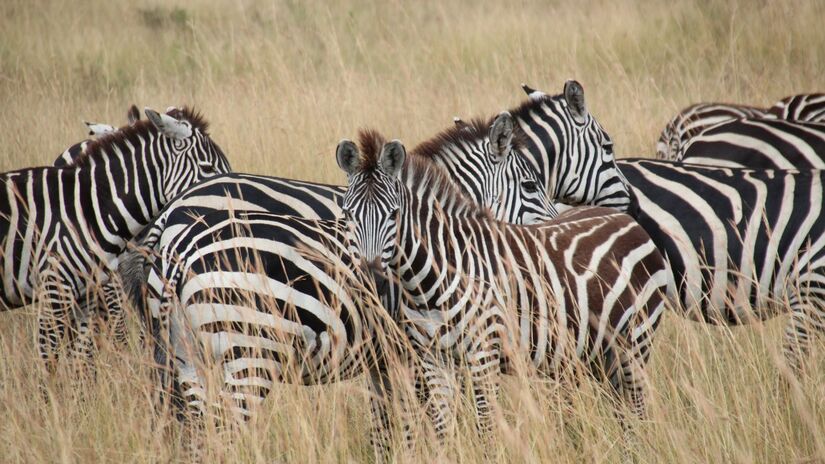 O mistério foi revelado: as listras servem para confundir a visão dos insetos, impedindo que mutucas pousem nelas. / Pixabay