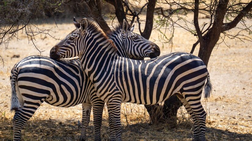 Zebra branca com listras pretas ou preta com listras brancas? A ciência diz que, por baixo dos pelos, a pele delas é toda escura! / Pixabay