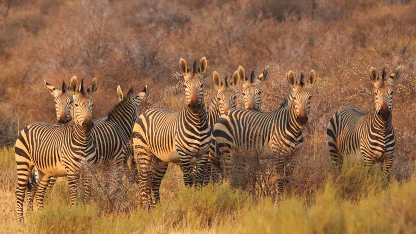 No meio de uma manada correndo, as listras criam uma ilusão de ótica que deixa qualquer predador zonzo. / Pixabay