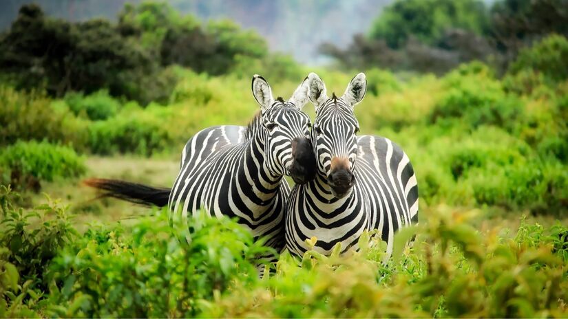 Dormir em pé? Sim! As zebras fazem isso para estarem prontas para correr ao menor sinal de perigo na savana. / Pixabay
