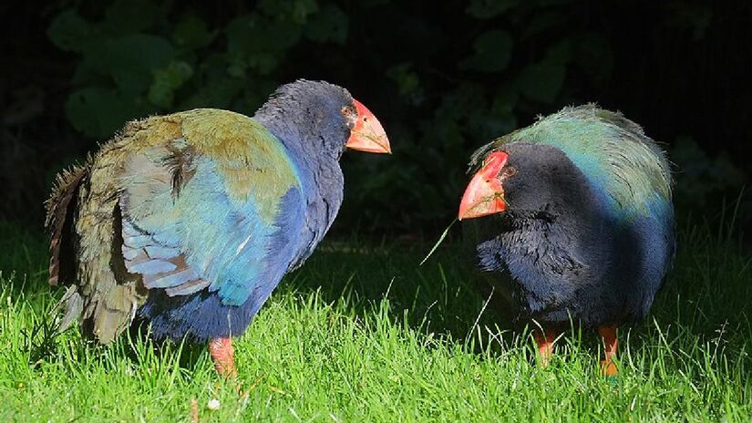 O tacaé-do-sul, ave icônica da Nova Zelândia declarada extinta no século XIX, está fazendo um retorno triunfal / Foto: Divulgação