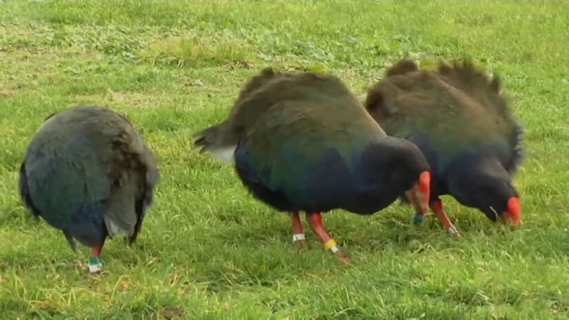 Recentemente, 18 exemplares foram soltos no Vale de Greenstone, marcando um novo capítulo na história dessa ave 