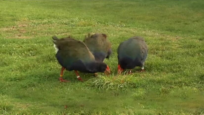 A redescoberta do tacaé em 1948 nas montanhas de Murchison foi o ponto de virada para a conservação