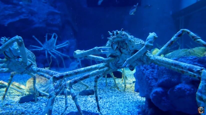 Apesar de seu tamanho impressionante, a carapaça do animal é relativamente pequena